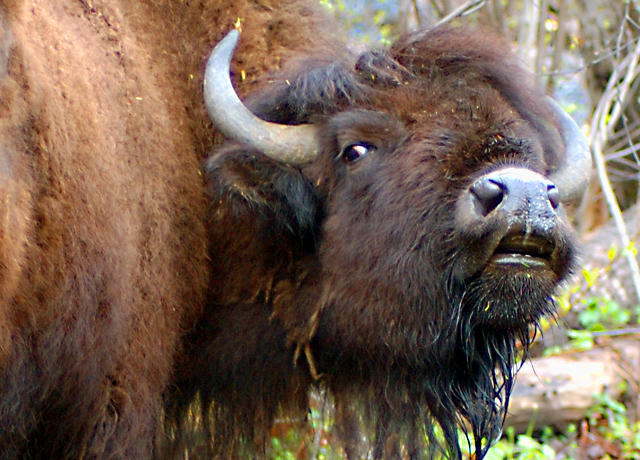 American_Bison_by_LaLonde.jpg