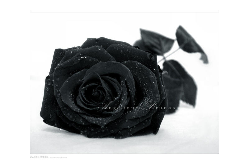    Black rose    by Liek