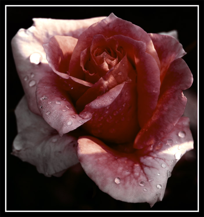 unique rose by Feyenar