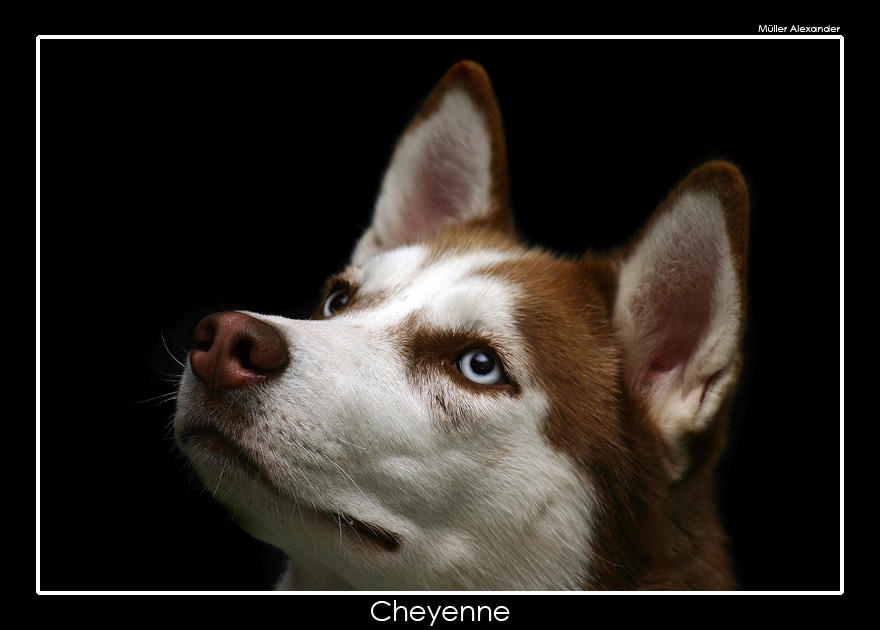 Cheyenne_by_UnUnPentium115.jpg