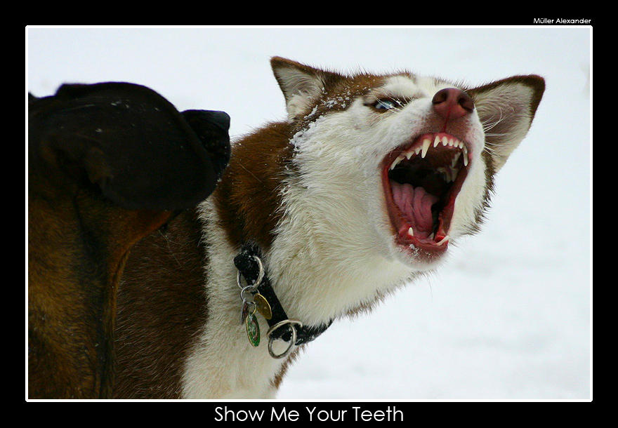 Show_me_your_teeth_by_UnUnPentium115.jpg