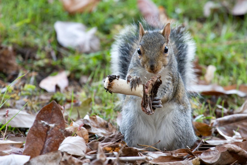 Squirrel Eating by Apophis906