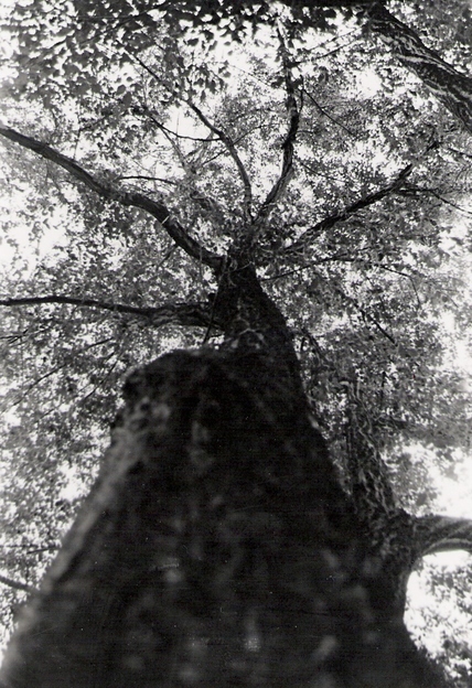 Tree by AmberJones