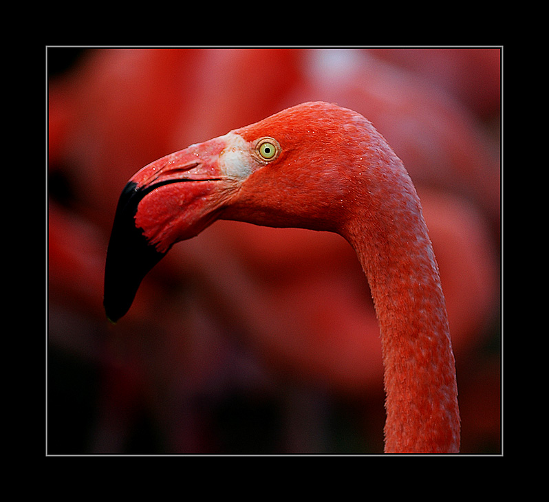 Pink Flamingo                  by YuriBonder