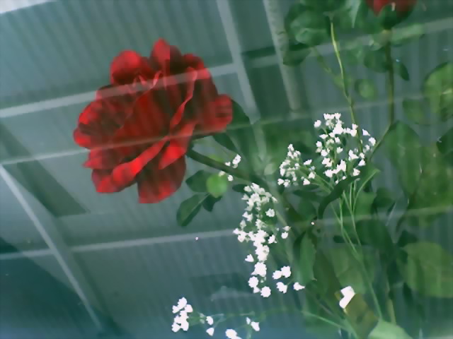 rose in the wind by xxxgothic beautyxxx