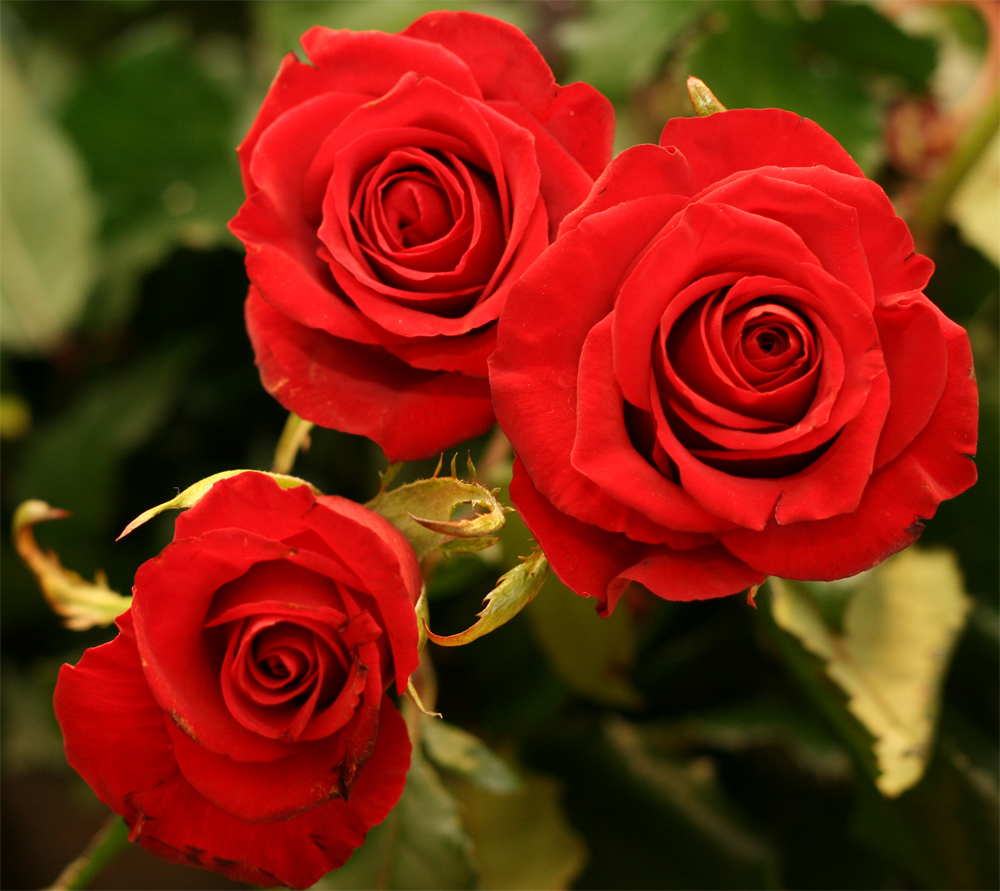 More red roses by lanternonthedark