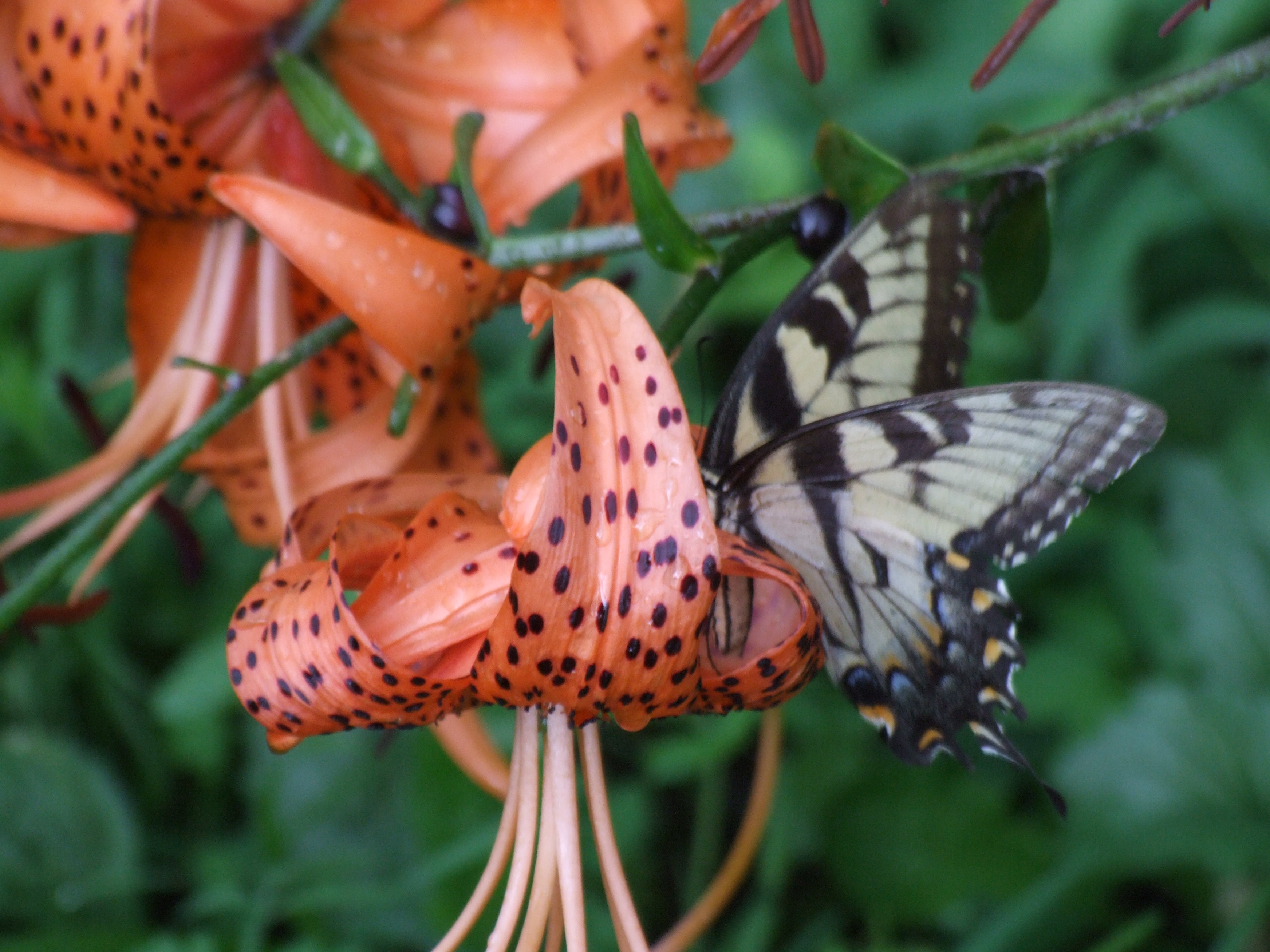 Tiger Lily and Swallowtail by Athenazero
