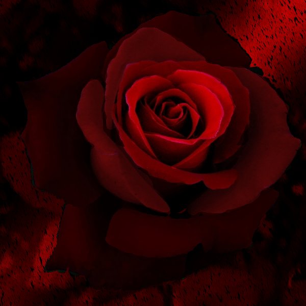Mourning Rose by dariushamm