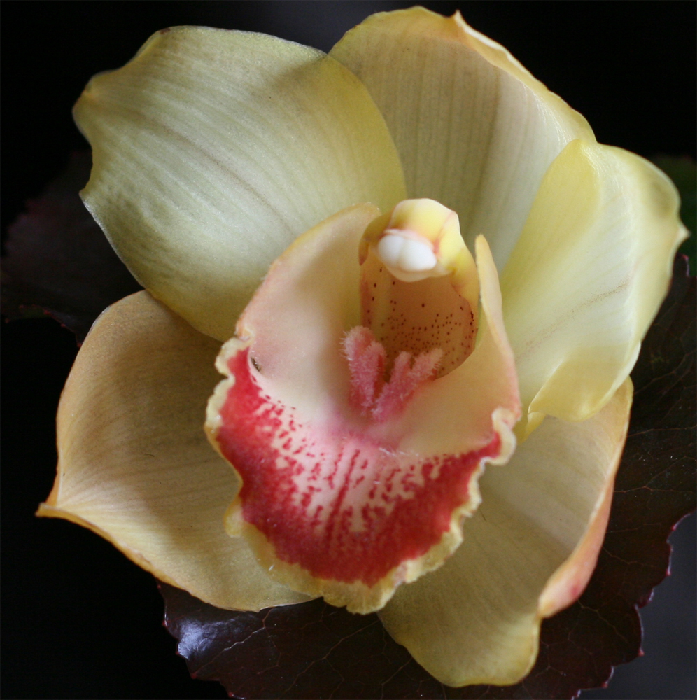 Orhidee 2 by lanternonthedark