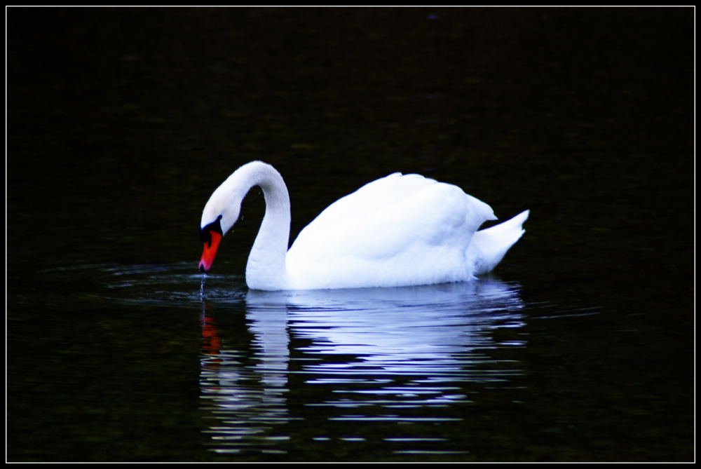 Swan by drevilknevel