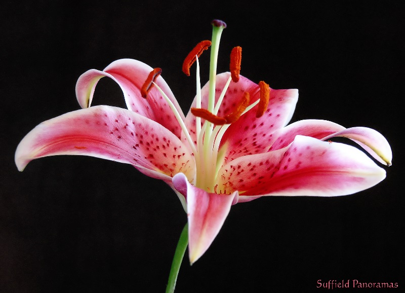 Pink Lily by chalambar
