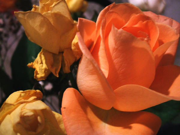 Yellow and Orange roses by Jdesignx