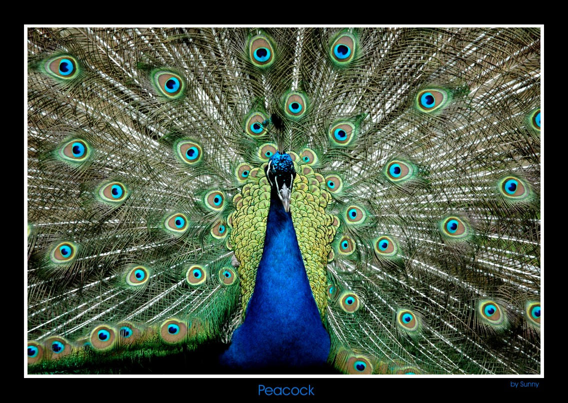 Peacock by grugster