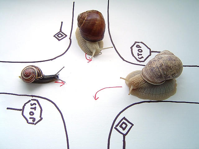 snailin_lesson_by_thecameraeye.jpg