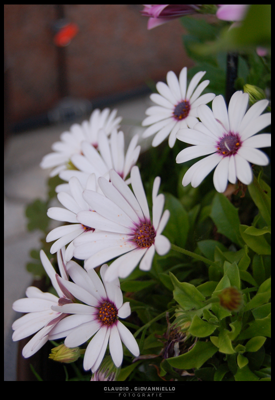 white_flowers_by_xfraggPhoto.jpg